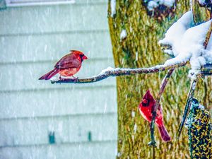 Winter Reds