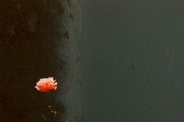 Lonely flower - Art Photography - Izhar Perlman