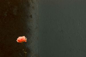 Lonely flower