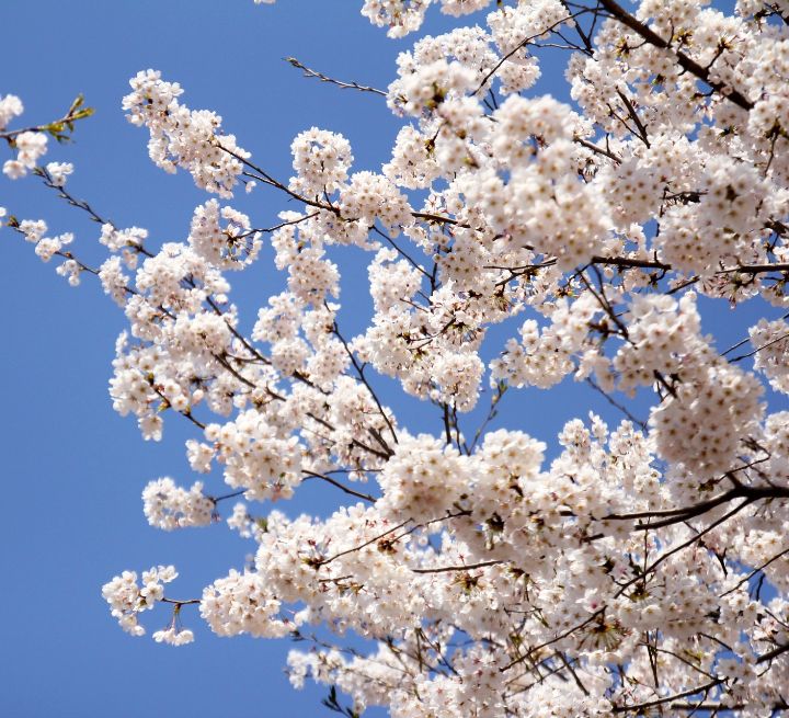 The Cherry Blossom - Random and magical