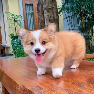 Corgi Puppies Female