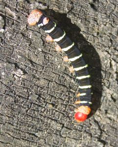 Centipede - romaingraphics