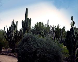 Botanical Gardens in Arizona - romaingraphics