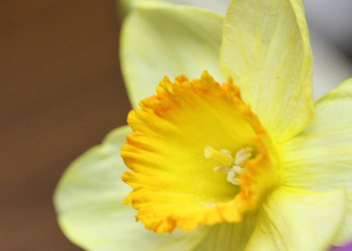 Daffodil Macro - Mary Pille Photography