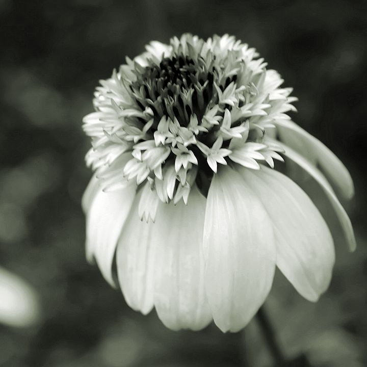 Gray-Scale Coneflower Macro - Mary Pille Photography