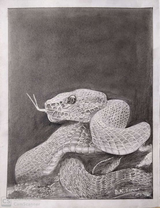 Snake  pencil sketch - Saxena DK
