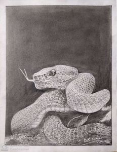 Snake  pencil sketch