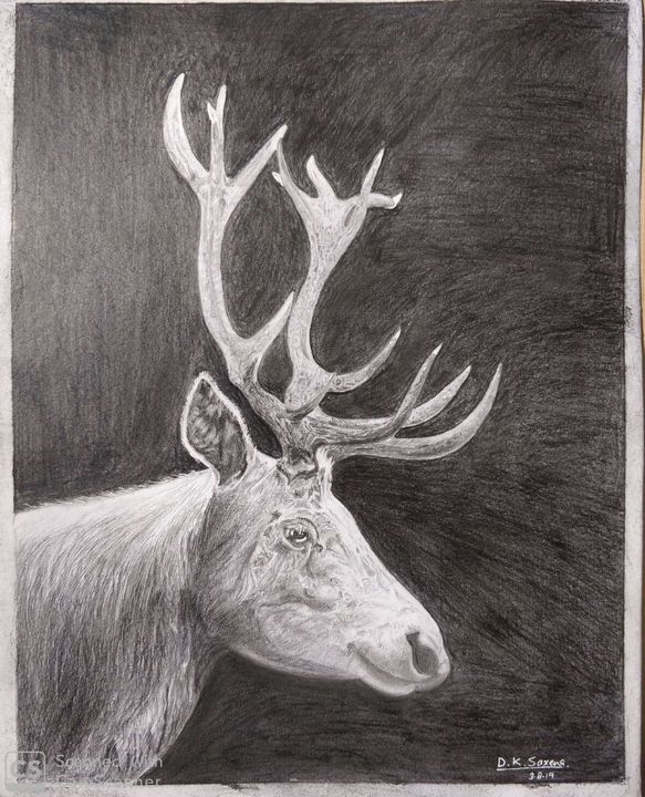 Stag by pencil - Saxena DK