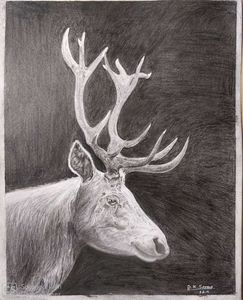 Stag by pencil