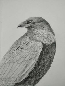 Indian Crow Pencil sketch