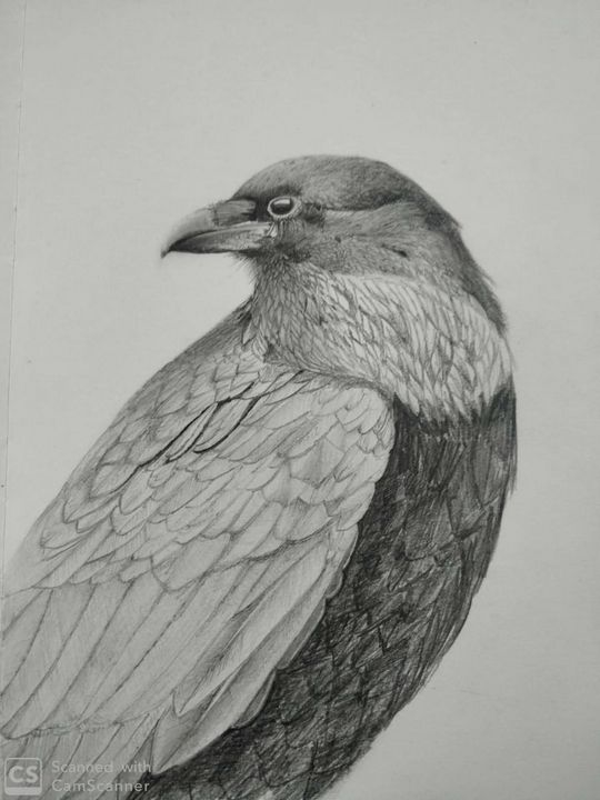 Indian Crow Pencil sketch - Saxena DK