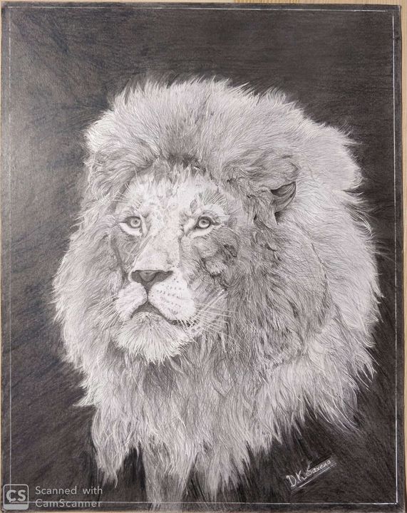 lion pencil sketch - Saxena DK
