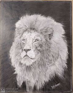 lion pencil sketch