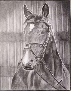pencil sketch horse