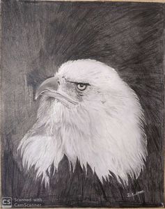 eagle pencil sketch