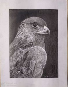 falcon pencil sketch
