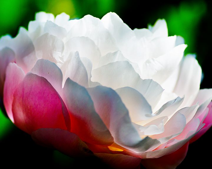 Bloomed - Natural Born Talents