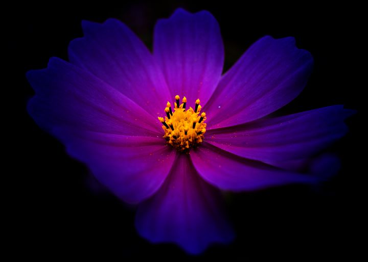 Light of Purple - Natural Born Talents