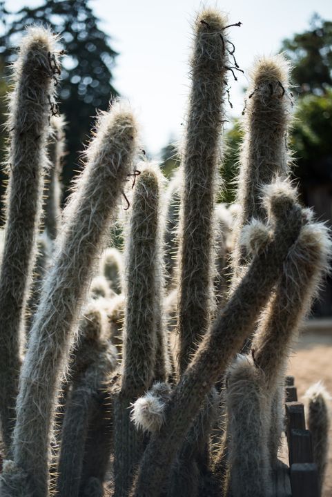 prepare san pedro cactus San Pedro Cactus