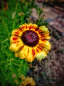 African Wild Flower 1