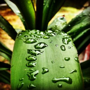 Ti Leaf with Water Drops