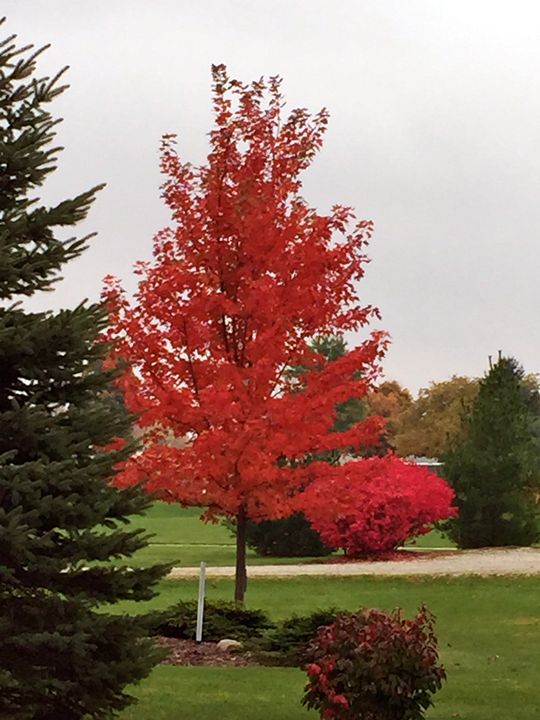 Pretty Red Tree - Kesha LaRoche - Photography, Landscapes & Nature ...