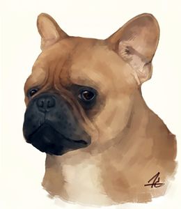 Another French Bulldog