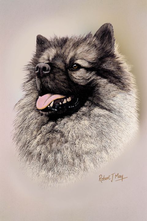 Keeshond - Robert May Fine Arts - Paintings & Prints, Animals, Birds