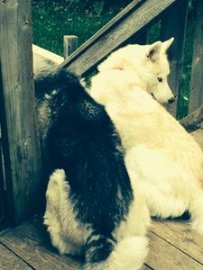 Shiloh&Sookie