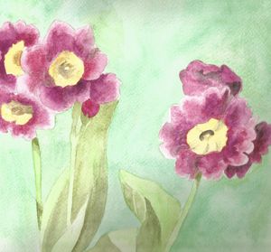 Primula auriculae