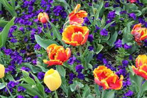 Tulips and Pansies