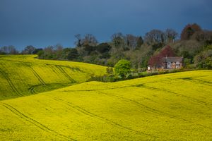 ' Yellow Shore '