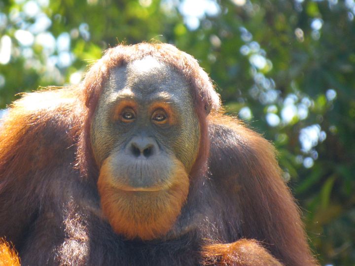 male orangutan smiling