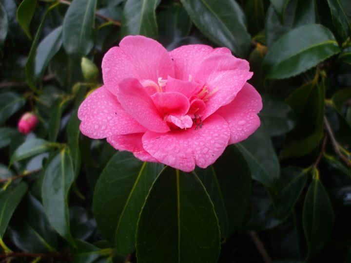 Camellia In The Oregon Rain - ArtStorms