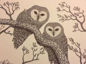 Two owls in a tree