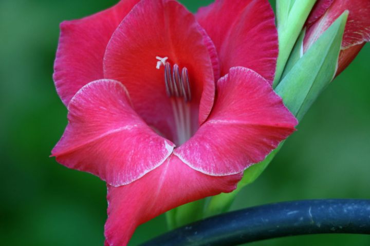 Single Red Bloom - Photography by Teresa Barley - Photography, Flowers ...