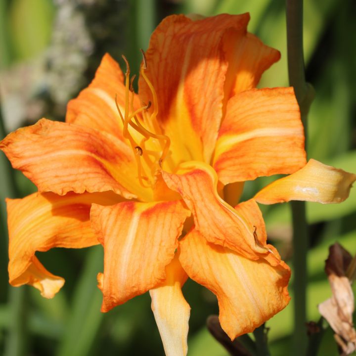 Tiger Lilly Photography by Teresa Barley Photography, Flowers