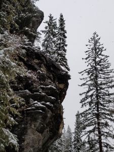 "Rocky Ledge Pines..." - Own A Gilby                Paul@OwnAGilby.com