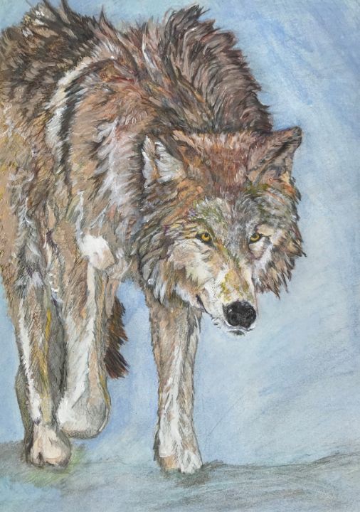 Grey wolf Color illustration Victoriann Artworks Drawings
