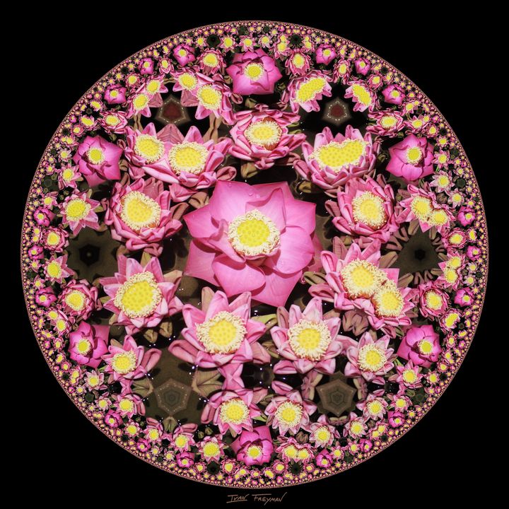 Lotus Wheel - Freyman Art