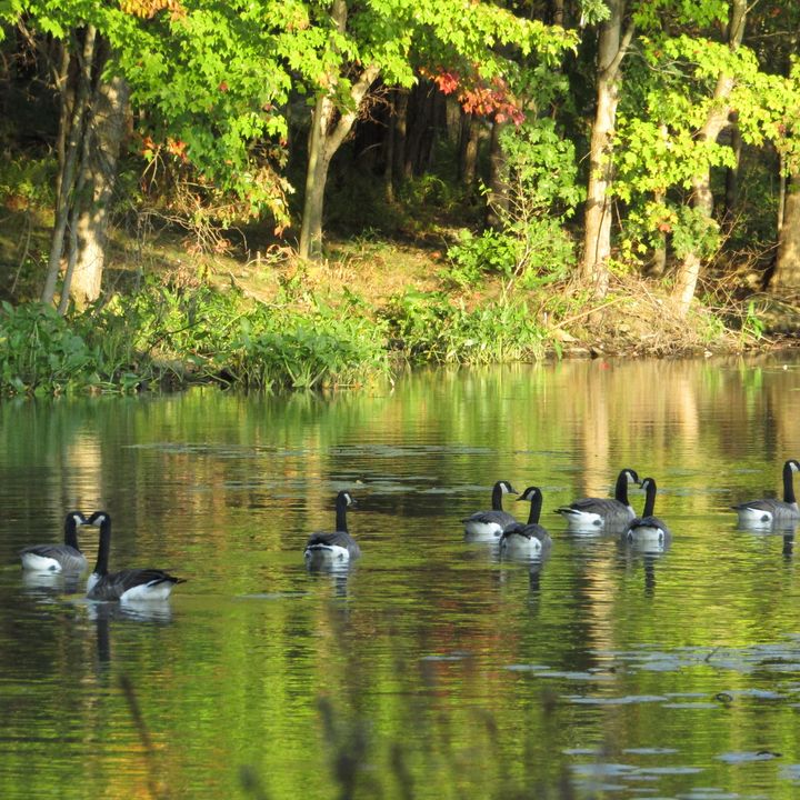 geese on green - tammy  owens