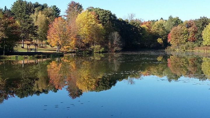 peaceful park pond - tammy  owens