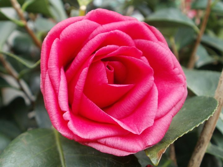 Camellia ‘Arctic Rose’ - Heather Coste - Photography, Flowers, Plants