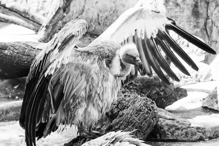 Vulture - PhotoSurgeon