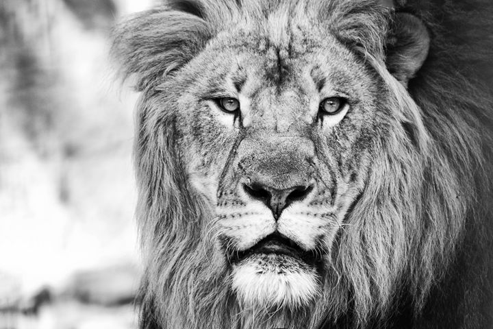 Lion King - PhotoSurgeon