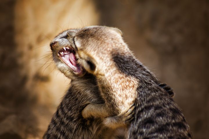 Meerkat Sibling Rivalry - PhotoSurgeon