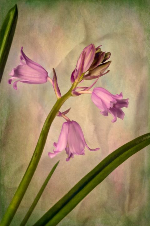 Wood Hyacinth Spanish Bluebell - Gary McJimsey Photography