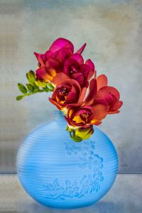 Freesia in Blue Vase