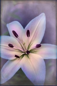 White Asiatic Lily