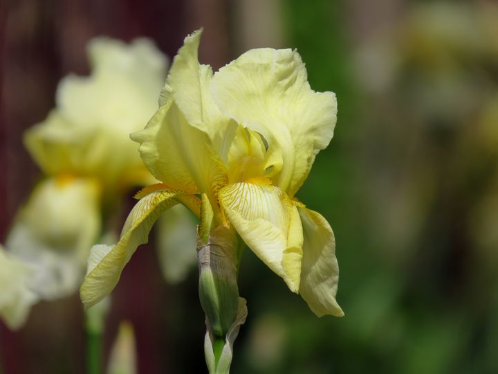 Yellow Iris - Flowing HIS WAY